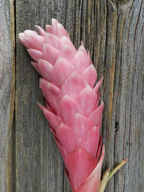 Large Pink Ginger 95Cm Pink Ginger